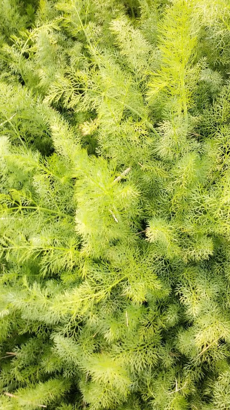 河北茴香大量上市可供商超发往全国各地
