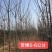 苦楝树，3公分到20公分，1到8公分量大价格优惠价格优惠