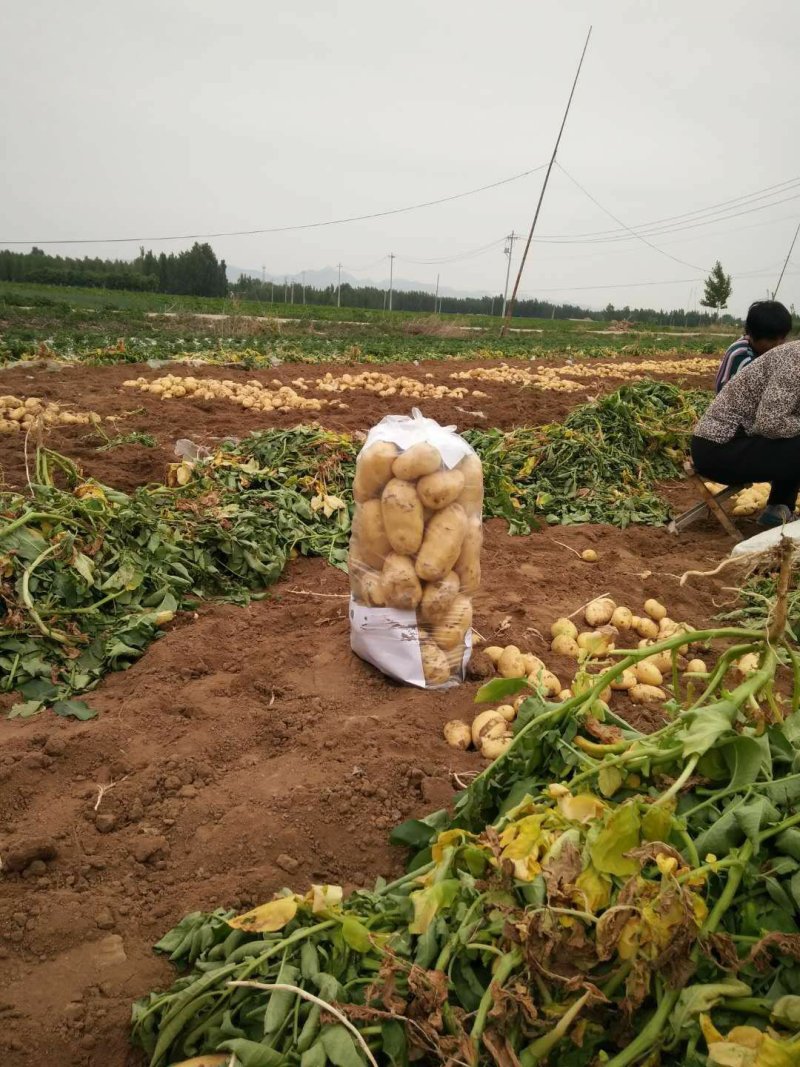 山东荷兰中薯5号土豆1两以上通货全国发货欢迎洽谈