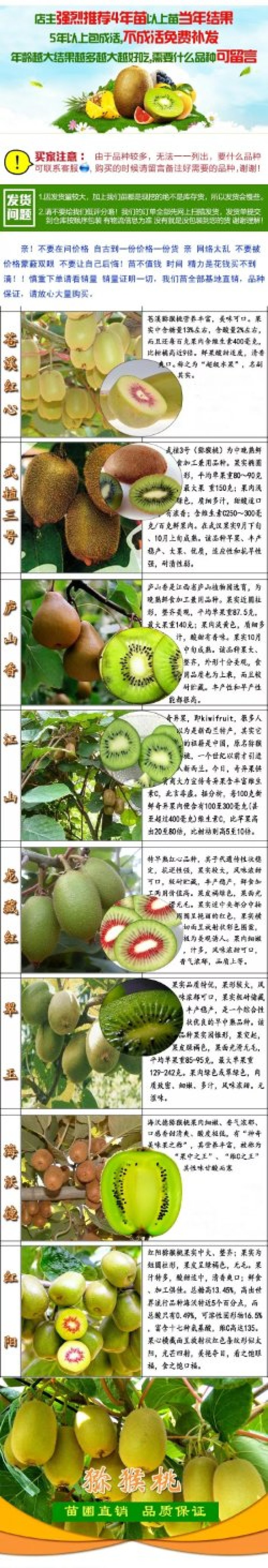 特价果树苗泥猴桃树苗猕猴桃苗当年结果泥猴桃苗红心弥猴桃树