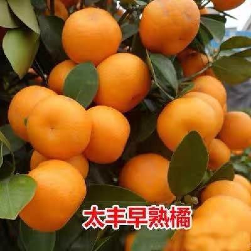 丑桔树苗，砂糖橘树苗，包运费，包成活，假一赔十