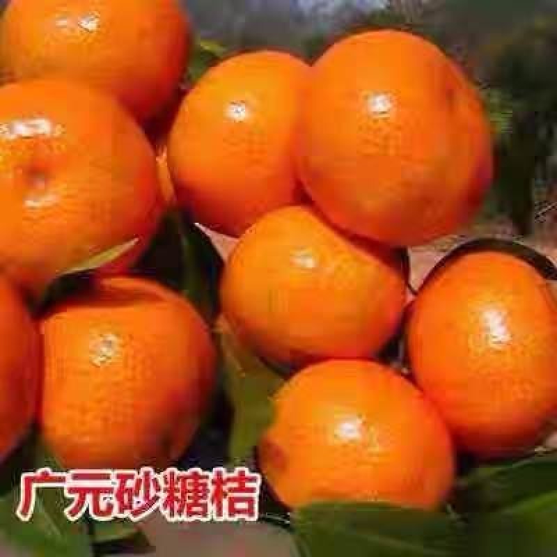 丑桔树苗，砂糖橘树苗，包运费，包成活，假一赔十