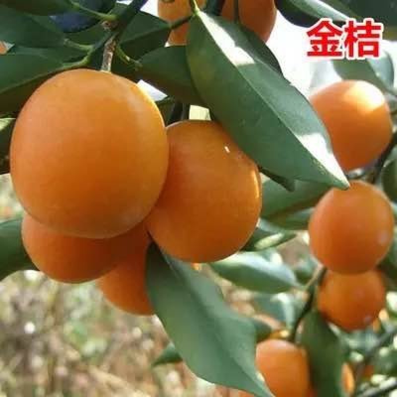 丑桔树苗，砂糖橘树苗，包运费，包成活，假一赔十