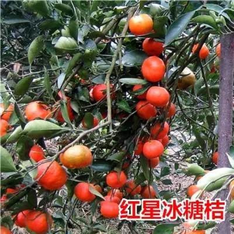 丑桔树苗，砂糖橘树苗，包运费，包成活，假一赔十