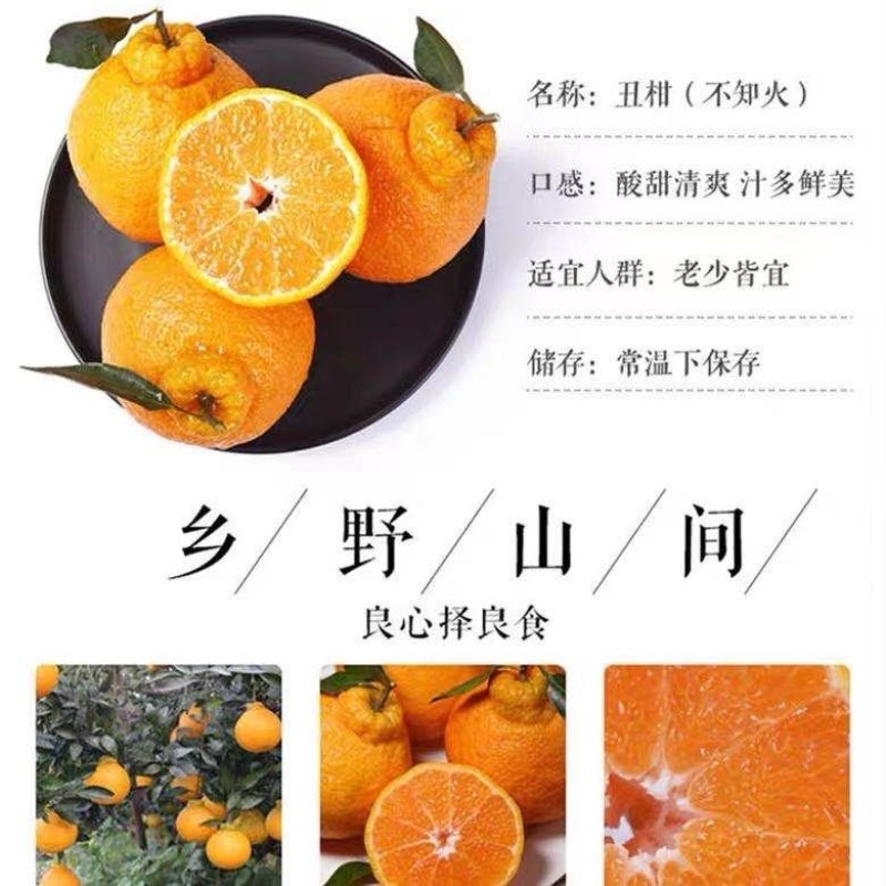 丑桔树苗，砂糖橘树苗，包运费，包成活，假一赔十