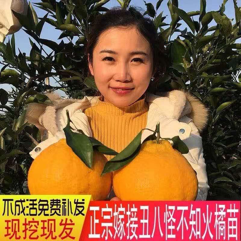 丑桔树苗，砂糖橘树苗，包运费，包成活，假一赔十