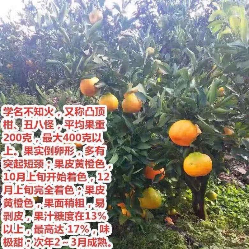 丑桔树苗，砂糖橘树苗，包运费，包成活，假一赔十