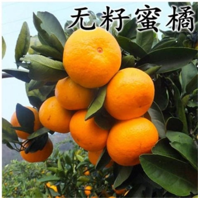 丑桔树苗，砂糖橘树苗，包运费，包成活，假一赔十