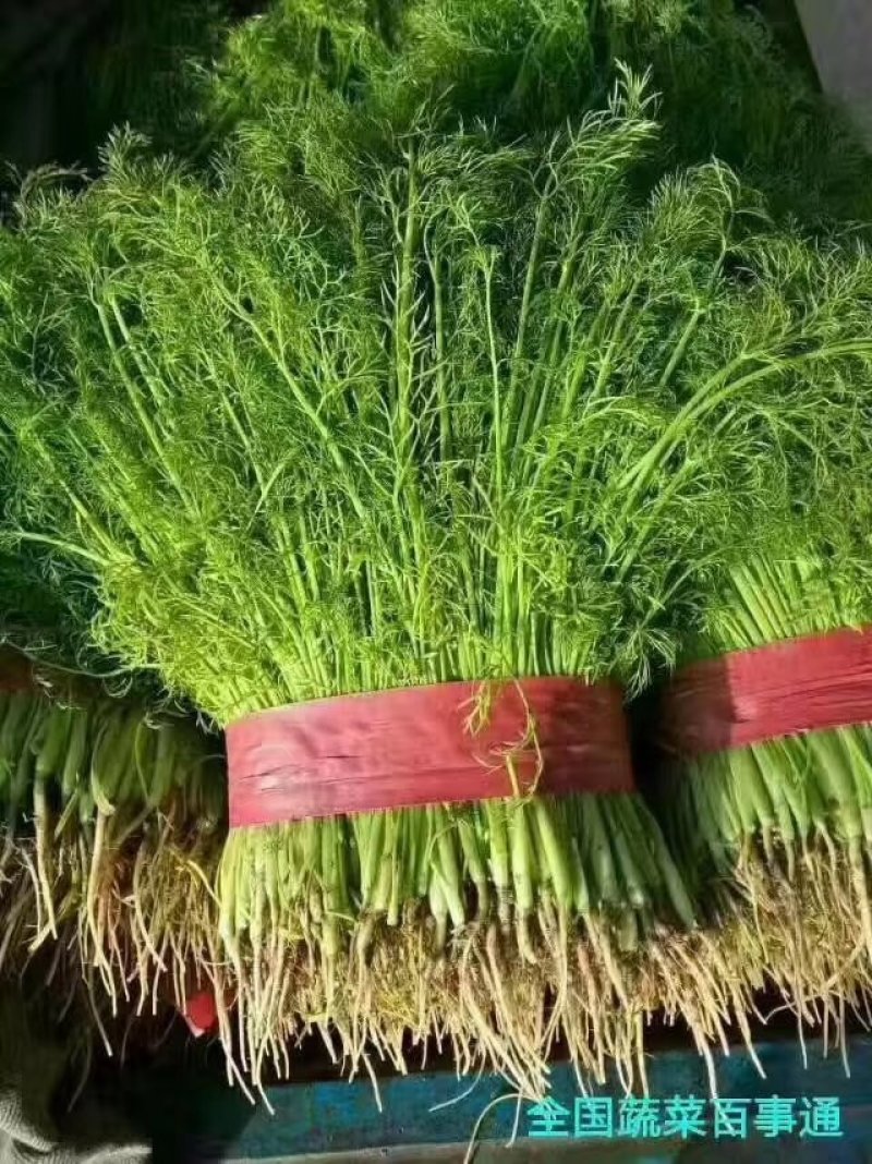 河北茴香大量上市可供商超发往全国各地
