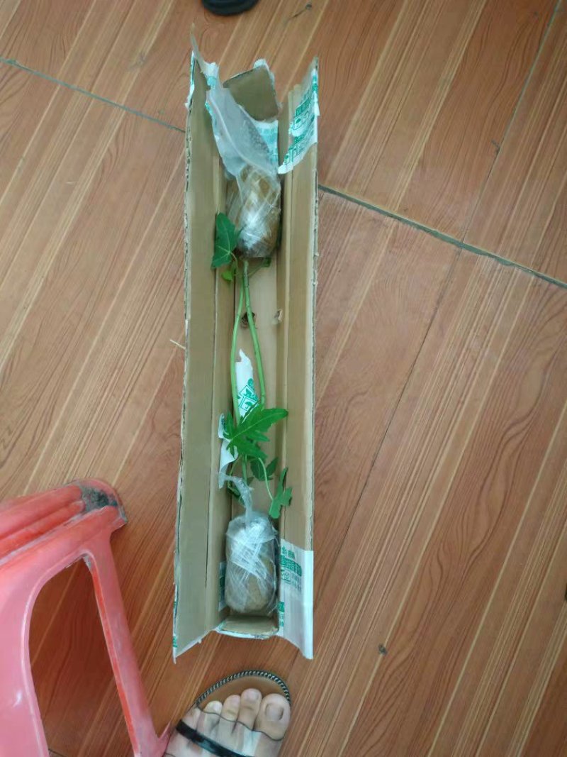 全国包邮香蕉苗红香蕉苗粉蕉苗皇帝蕉苗巴西蕉苗