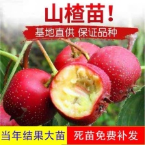 大金星山楂苗，包品种，，产量苗，占地苗，盆景苗