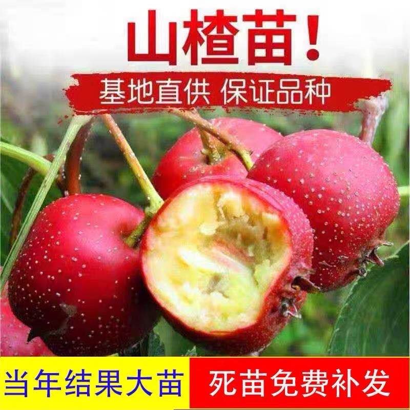大金星山楂苗，包品种，，产量苗，占地苗，盆景苗