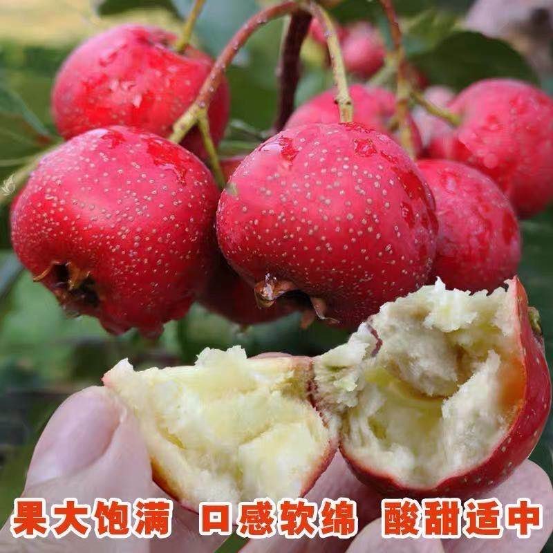 大金星山楂苗，包品种，，产量苗，占地苗，盆景苗