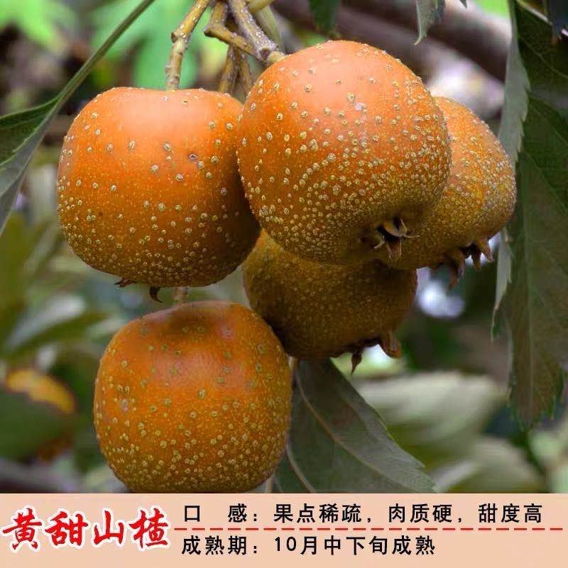 大金星山楂苗，包品种，，产量苗，占地苗，盆景苗