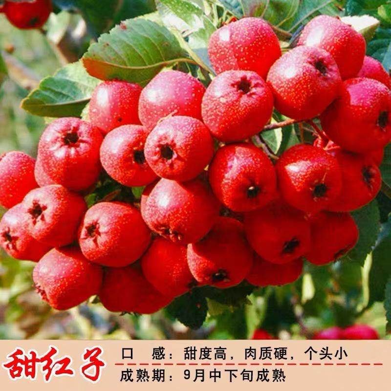 大金星山楂苗，包品种，，产量苗，占地苗，盆景苗
