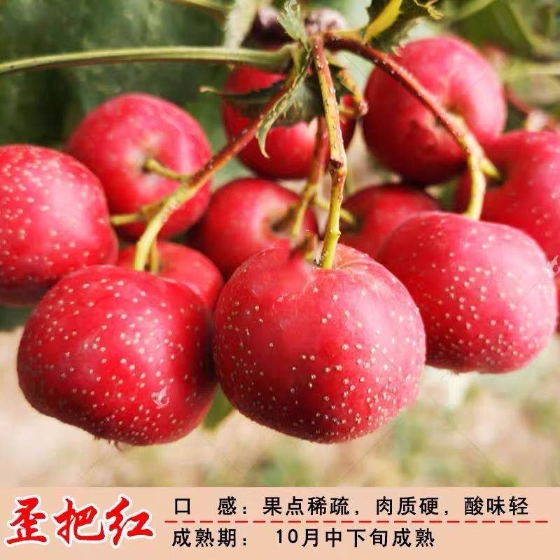 大金星山楂苗，包品种，，产量苗，占地苗，盆景苗