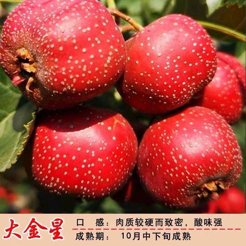 大金星山楂苗，包品种，，产量苗，占地苗，盆景苗