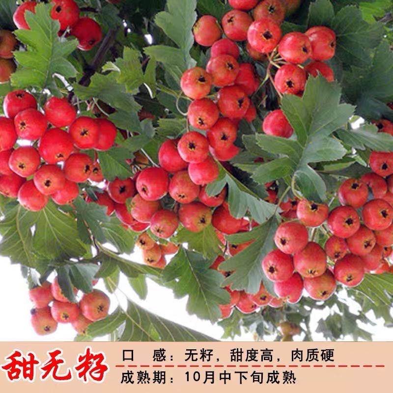 大金星山楂苗，包品种，，产量苗，占地苗，盆景苗