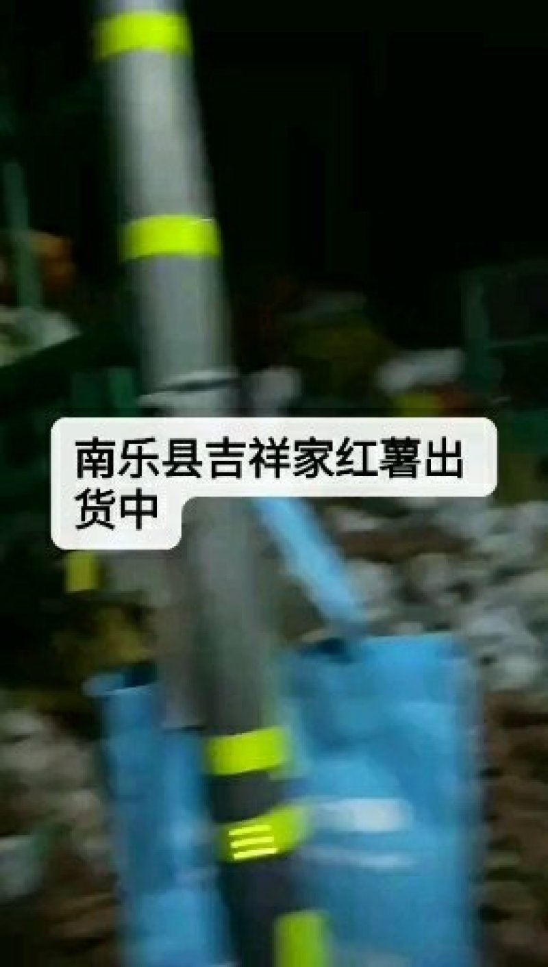 白心红薯大量上市沙土地种植口感甜软面