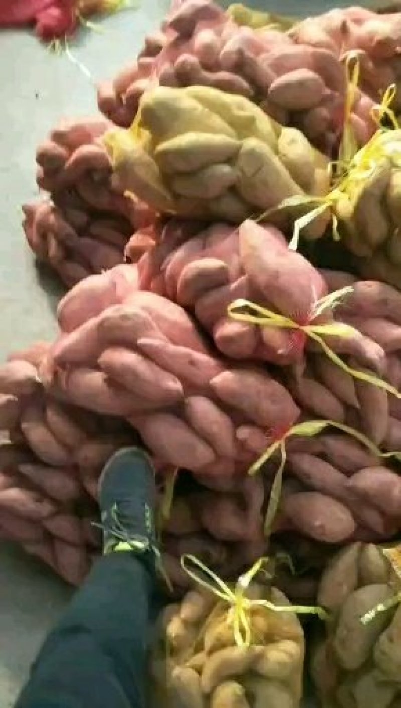白心红薯大量上市沙土地种植口感甜软面