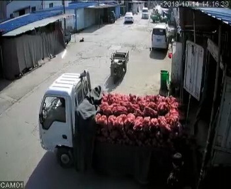 白心红薯大量上市沙土地种植口感甜软面