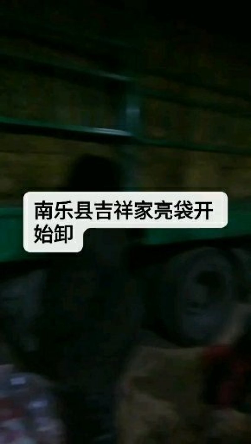 白心红薯大量上市沙土地种植口感甜软面