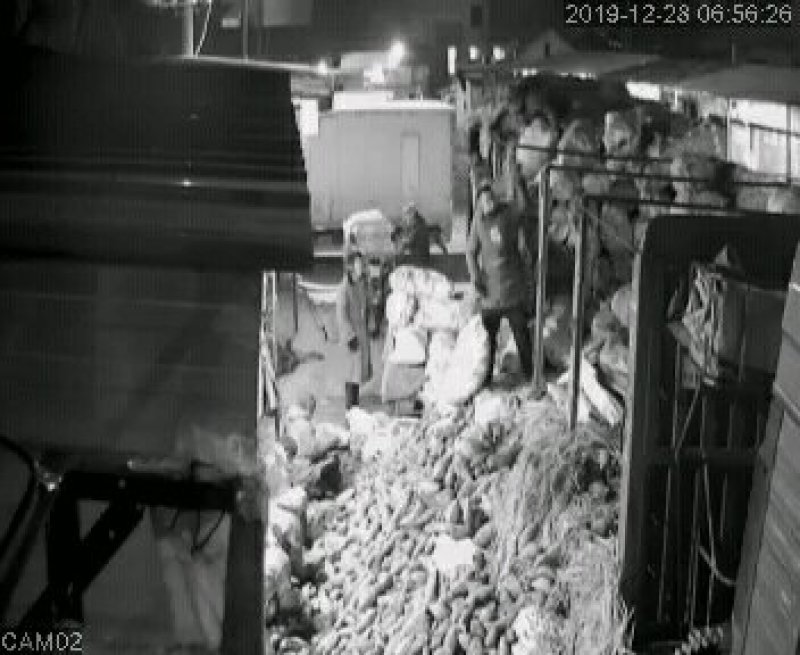 白心红薯大量上市沙土地种植口感甜软面