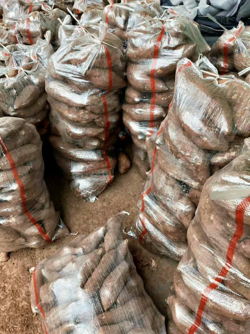 白心红薯大量上市沙土地种植口感甜软面