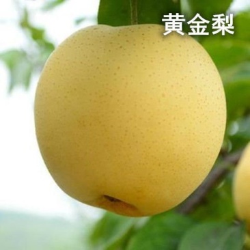 黄金梨树苗，南果梨，金冠梨，鸭梨品种齐全