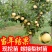 黄金梨树苗，南果梨，金冠梨，鸭梨品种齐全