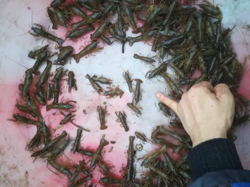 小龙虾苗