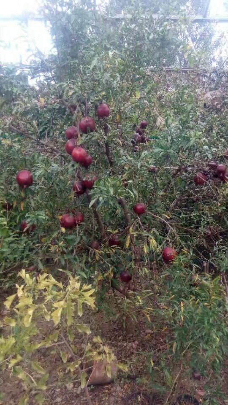突尼斯软籽石榴树苗，黑石榴苗，基地直销，可签订合同
