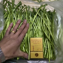 优质基地青芦蒿黎蒿！持续供货