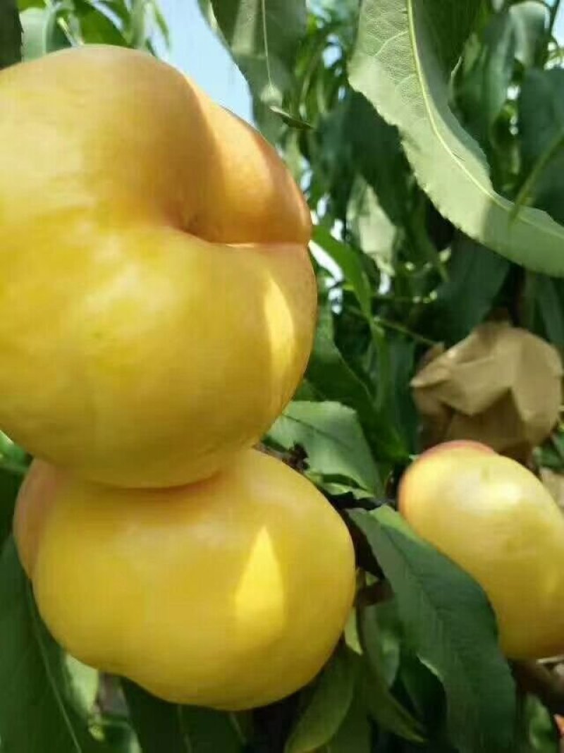 风味天后油蟠桃树苗，晚熟，果肉金黄，口感浓甜，保证质量