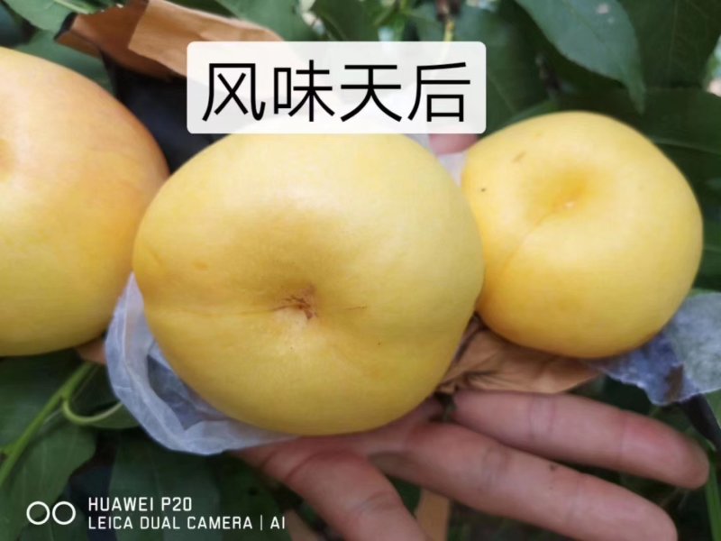 风味天后油蟠桃树苗，晚熟，果肉金黄，口感浓甜，保证质量
