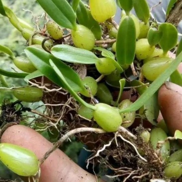 石橄榄