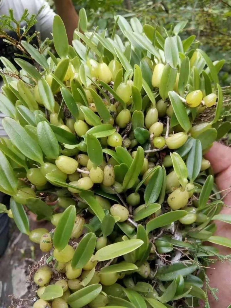 石橄榄