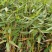 再力花，！农户价（数量足，价格优.质量好）欢迎各位老板采