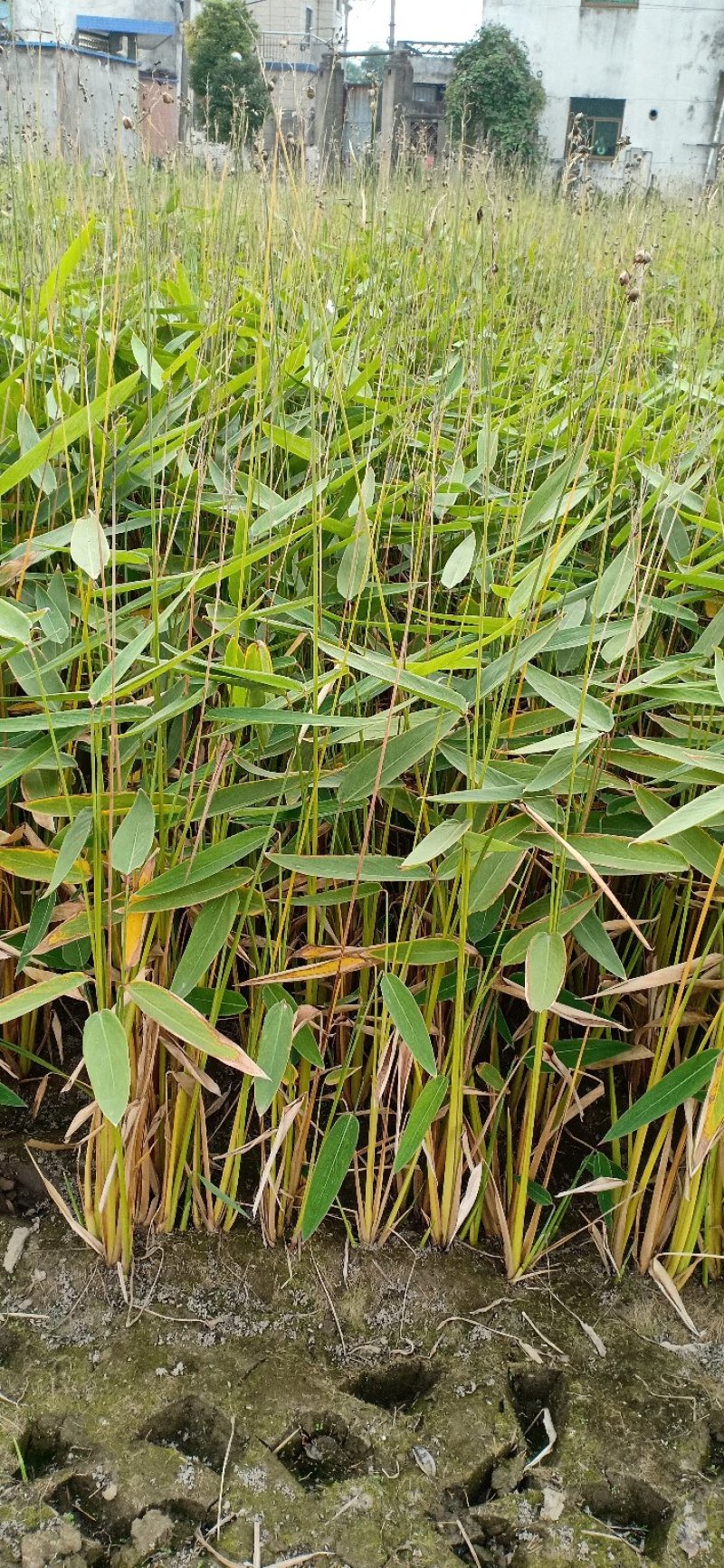 再力花，！农户价（数量足，价格优.质量好）欢迎各位老板采