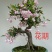 矮化苹果盆栽地栽南北方种植阳台室外当年结果