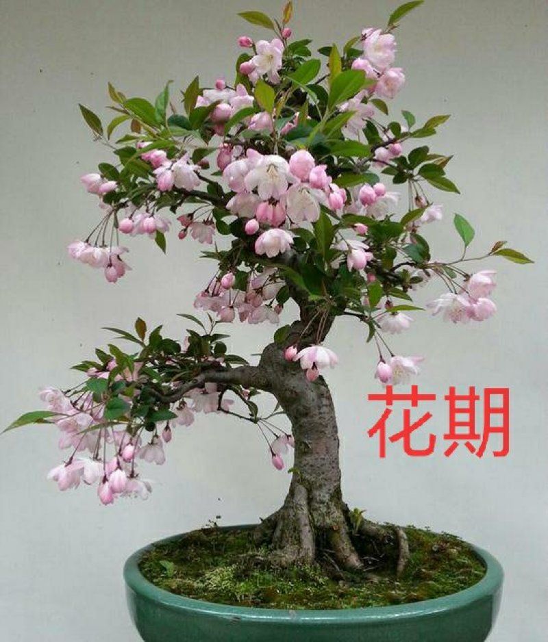 矮化苹果盆栽地栽南北方种植阳台室外当年结果