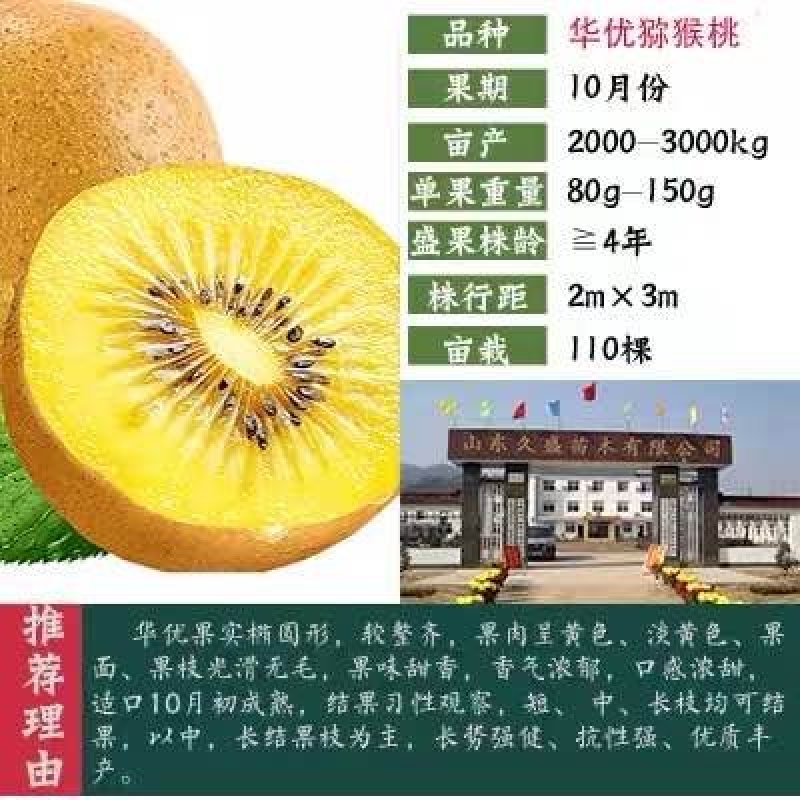 猕猴桃苗，猕猴桃苗，提供技术，欢迎选购包邮包活