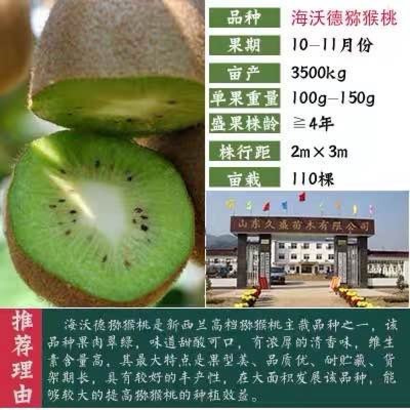猕猴桃苗，猕猴桃苗，提供技术，欢迎选购包邮包活