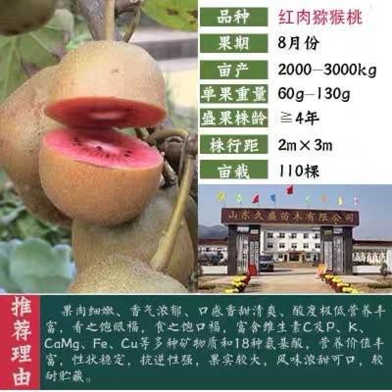 猕猴桃苗，猕猴桃苗，提供技术，欢迎选购包邮包活
