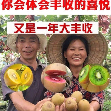 猕猴桃苗，猕猴桃苗，提供技术，欢迎选购包邮包活