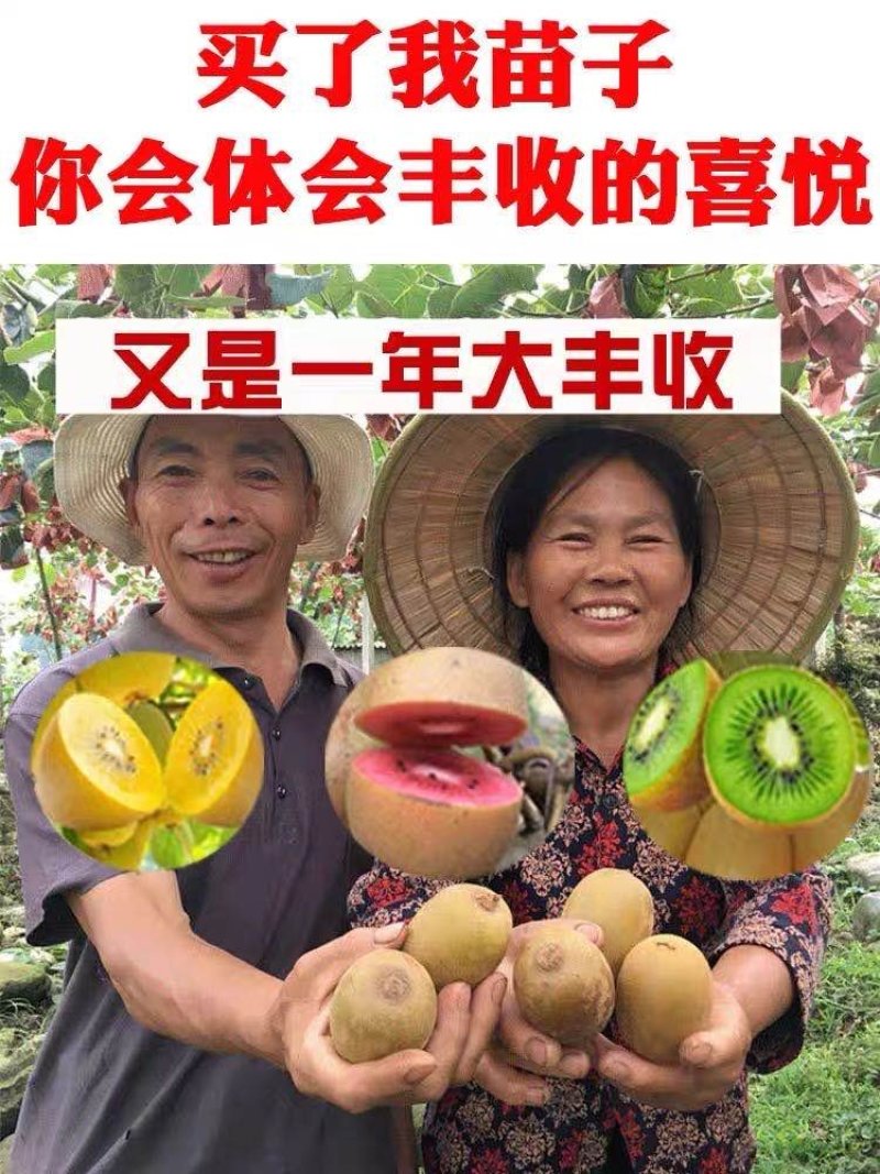 猕猴桃苗，猕猴桃苗，提供技术，欢迎选购包邮包活