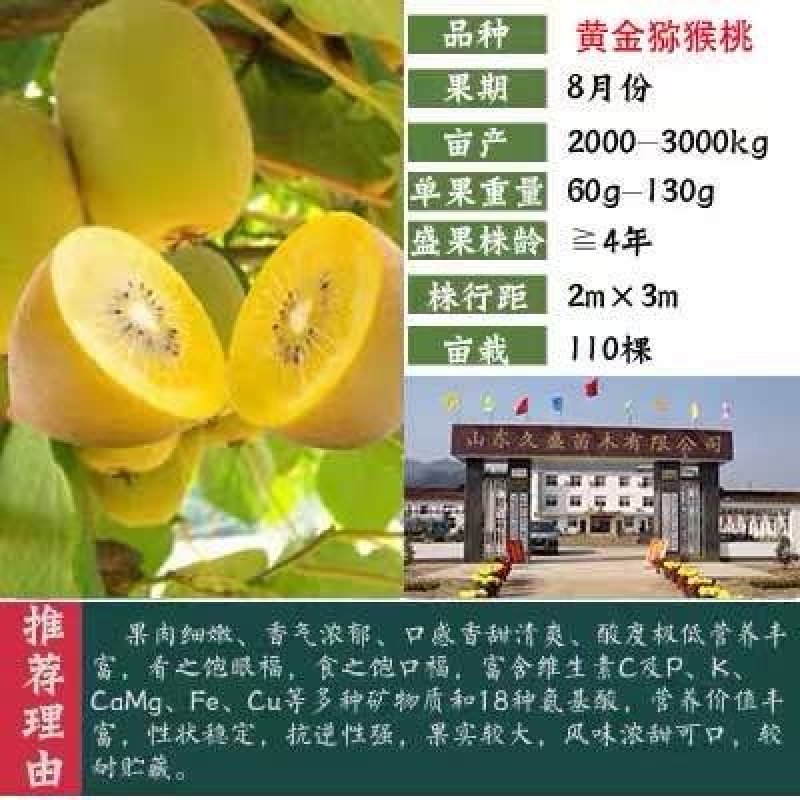 猕猴桃苗，猕猴桃苗，提供技术，欢迎选购包邮包活
