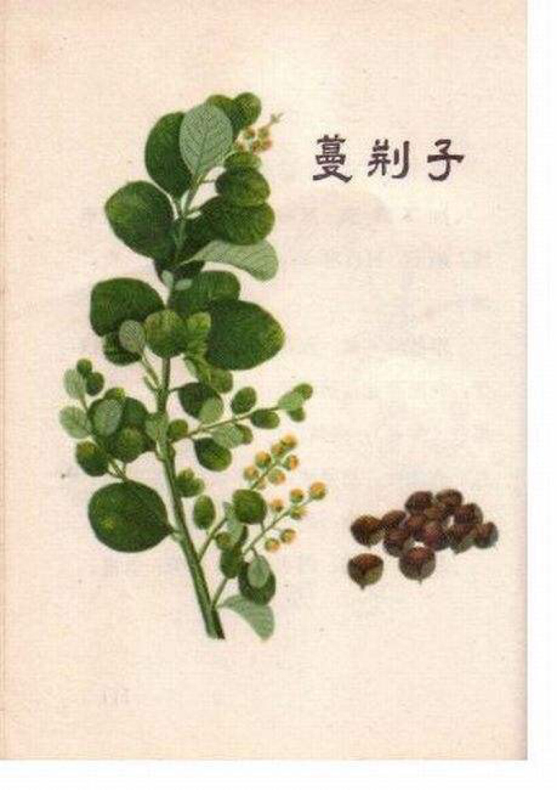 蔓荆子曼荆子蔓荆实蔓青子万荆子农家初选农副产品
