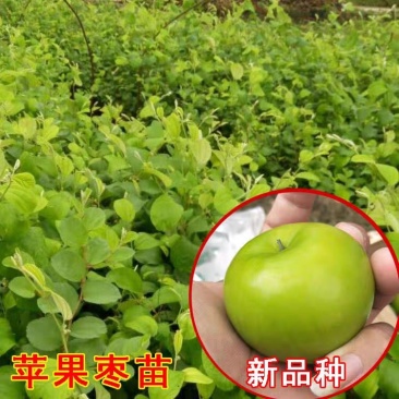 大青枣果苗树苹果枣苗嫁接牛奶枣苗南方种植台湾大青枣苗树苗