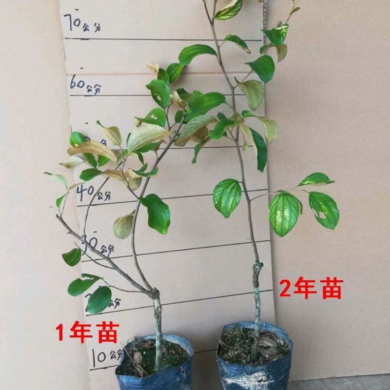 大青枣果苗树苹果枣苗嫁接牛奶枣苗南方种植台湾大青枣苗树苗